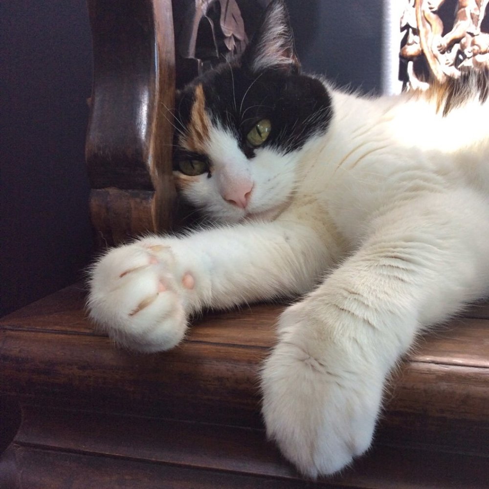 Meet your Posher, Heidi